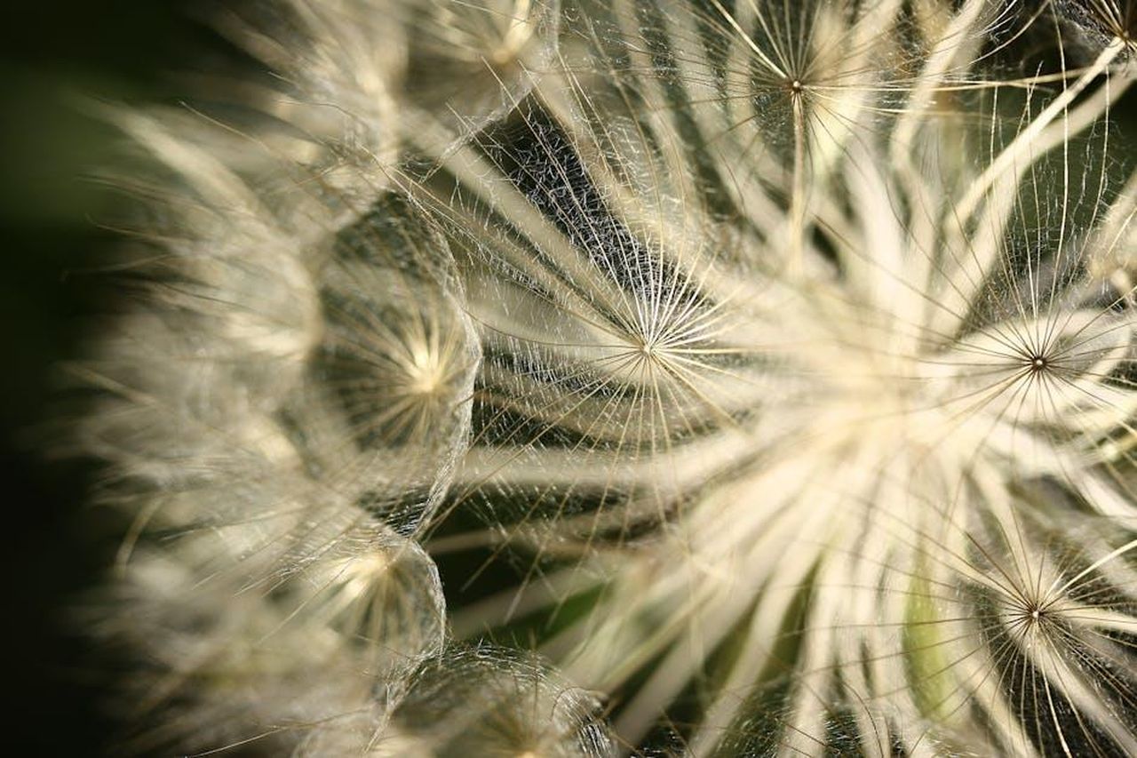 Crescita_della_flotta_e_investimenti_3wgLCJURG0 - Veicoli24 Source: Pixabay - pexels - Beautiful close-up of a dandelion seed head, showcasing delicate seeds in natural sunlight.