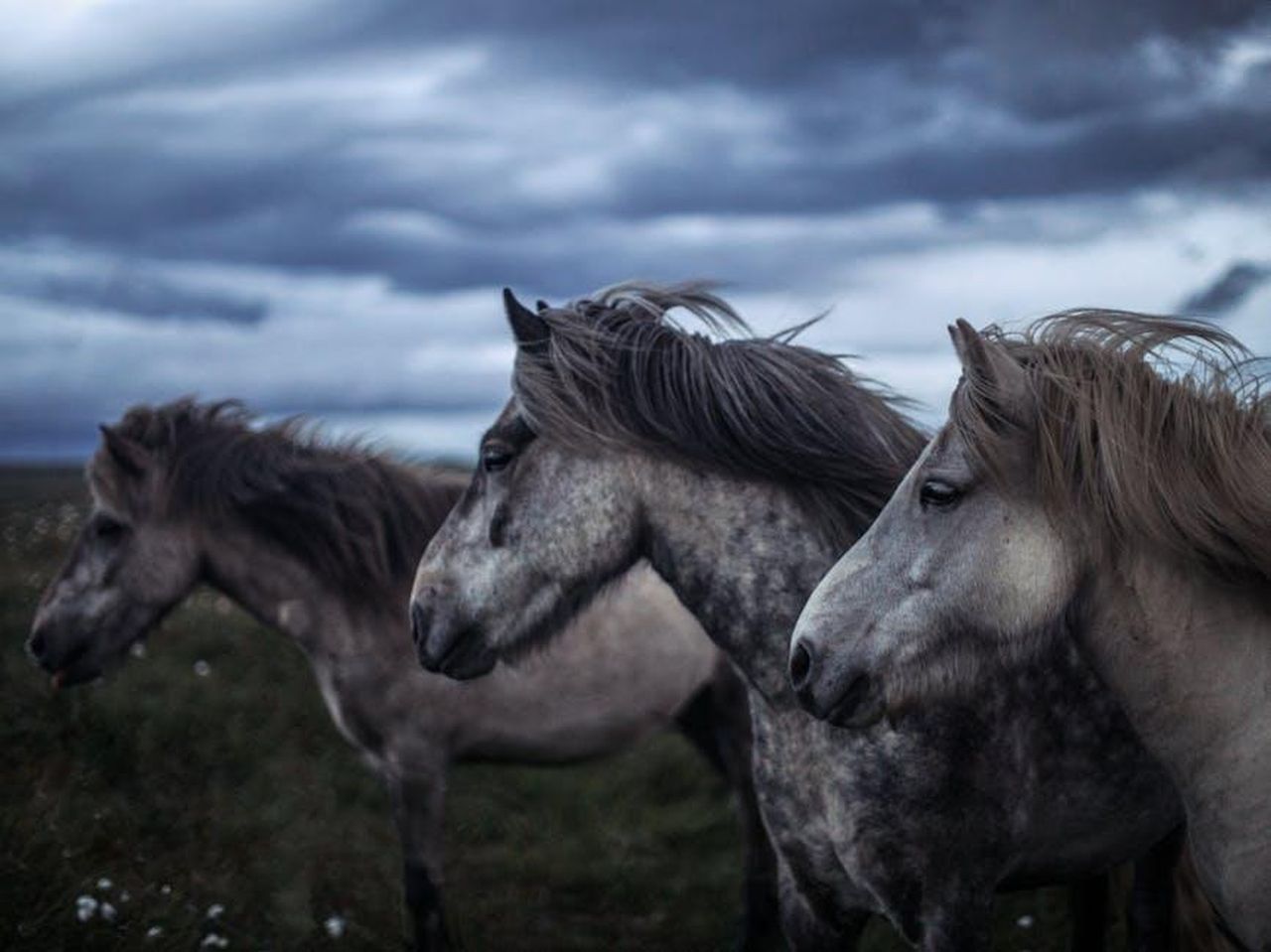 Domanda_e_disponibilit_della_Mustang_GTD_ipBocbK98L - Veicoli24 Source: Anastasia Shuraeva - pexels - Dynamic image of wild horses running freely in a grassy field under a dramatic, cloudy sky.