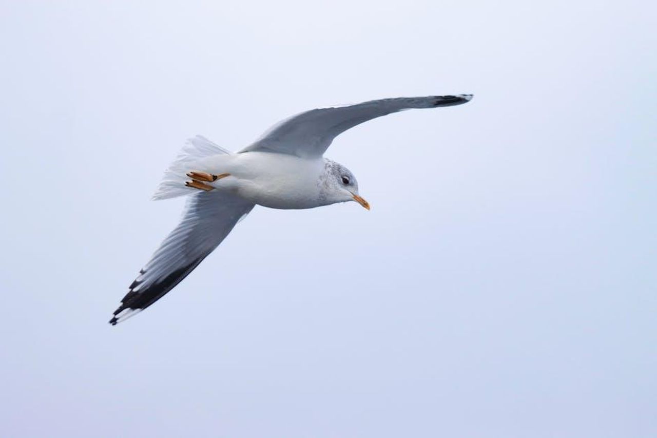 Elfyn_Evans_e_la_lotta_per_la_vittoria_yaJwoLMwVZ - Veicoli24 Source: Efrem Efre - pexels - Seagull