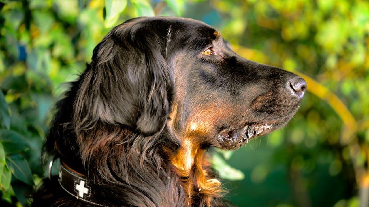 Gordon_Murray_e_lespansione_dellofferta_cm2MAYOr1J - Veicoli24 Source: Michael Hölzl - pexels - Profile of a Gordon Setter dog in a lush green park in Munich, Germany.