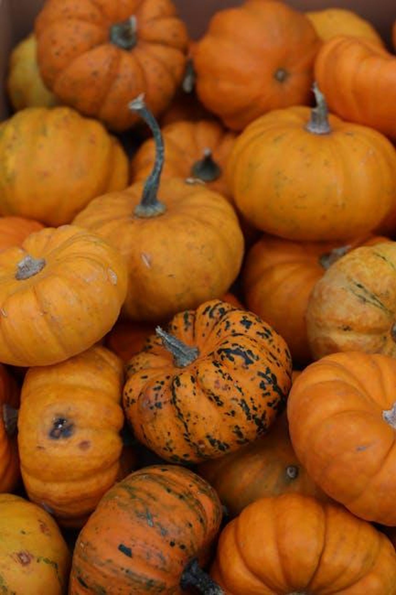Panoramica_del_mercato_EV_in_Europa_nel_2024_9JABuXPWAB - Veicoli24 Source: Efrem Efre - pexels - A vibrant collection of pumpkins showcasing autumn's bounty in Jönköping, Sweden.