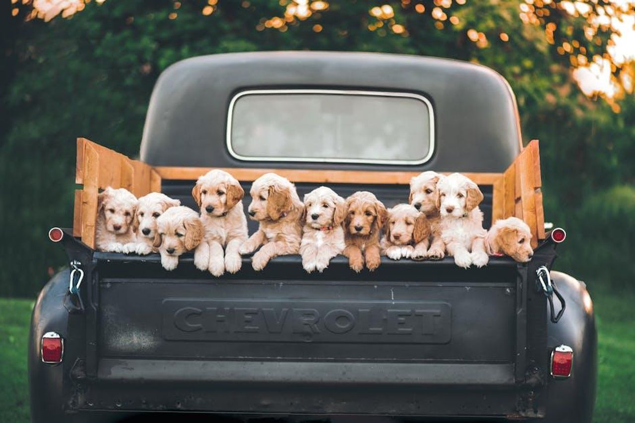 Quanto_coster_il_Ramcharger_OANceq7Cin - Veicoli24 Source: Tina Nord - pexels - Charming puppies sitting in a vintage Chevrolet truck under a warm, sunset sky.