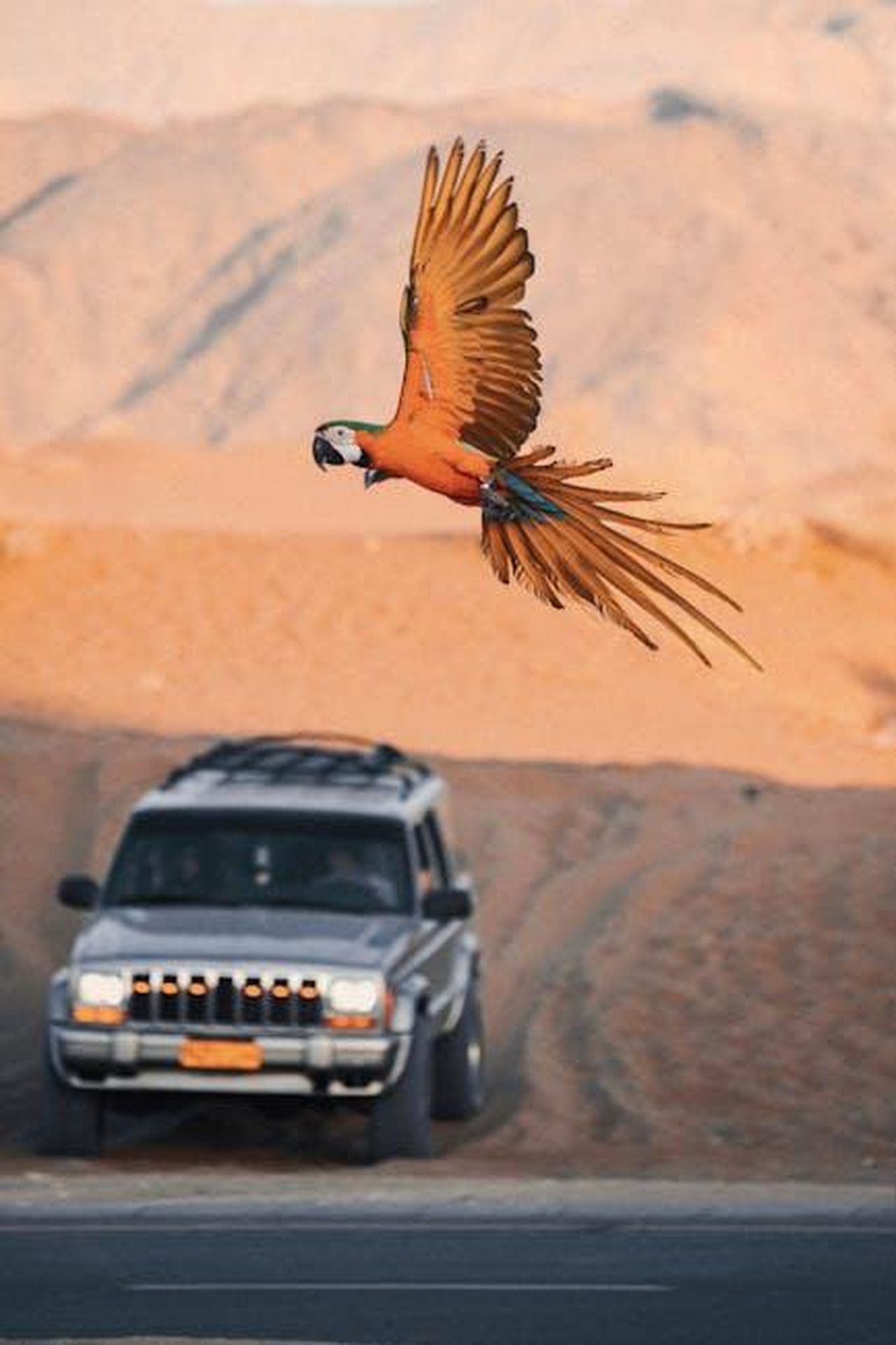 Avenger_il_SUV_pi_venduto_in_Italia_aKeJMb9b2R - Veicoli24 Source: Reyyan - pexels - A colorful macaw in flight over a desert road with a car and mountains in Muscat, Oman.