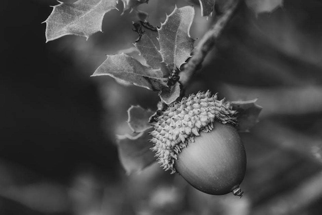 Configurazione_ibrida_Q4_per_una_clientela_diversificata_icFsMR8b84 - Veicoli24 Source: Rafael Minguet Delgado - pexels - Macro black and white view of an acorn on an oak branch in Comunidad Valenciana.