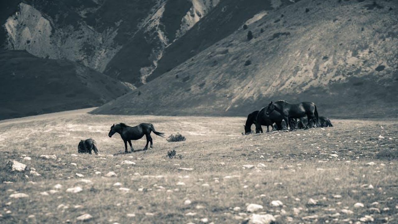 Eventi_autunnali_ai_piedi_del_Gran_Sasso_O385E1y1BW - Veicoli24 Source: alessandro pettorali - pexels - A serene landscape featuring wild horses in a mountainous meadow.