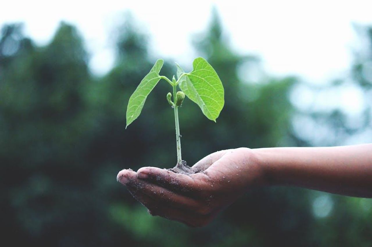 Impatto_economico_dellacquisizione_su_SAPA_PW0gWax2qf - Veicoli24 Source: Akil Mazumder - pexels - A young sapling held in hands symbolizes growth and sustainability.