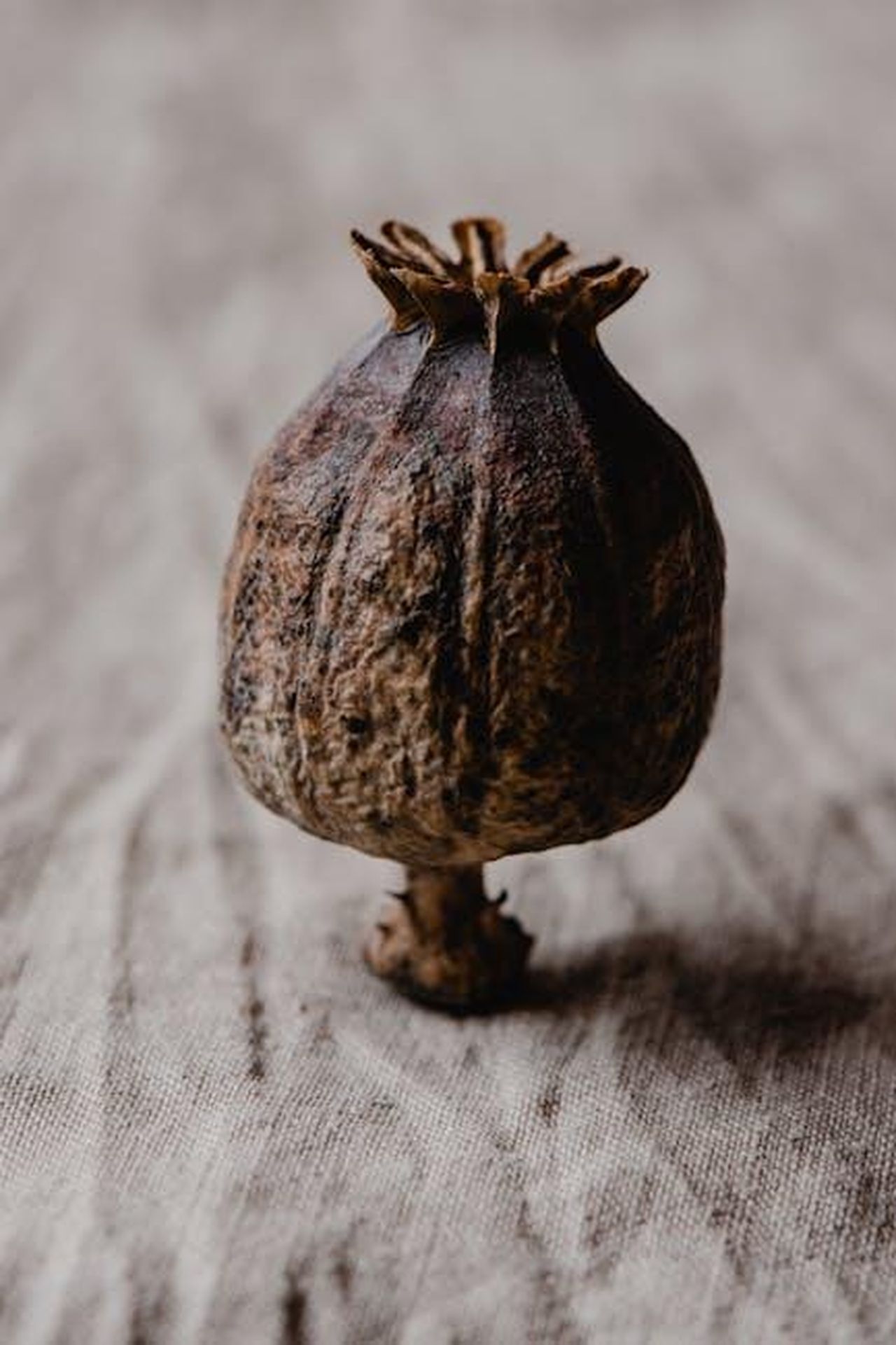 Le_dichiarazioni_di_Marco_Wittmann_IXhYjTkHZj - Veicoli24 Source: Eva Bronzini - pexels - Close-up of a dried poppy seed pod on a textured surface, showcasing natural detail.