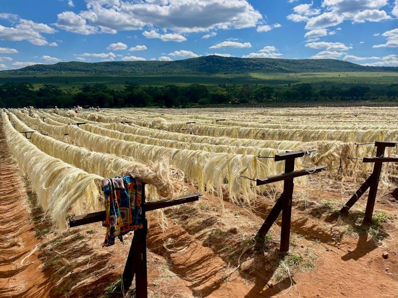 Produzione_sostenibile_e_senza_combustibili_fossili_S366t8SI4w - Veicoli24 Source: FRANCK LEMOZY - pexels - Sisal fibers drying outdoors in Taita-Taveta, Kenya, under a clear blue sky.