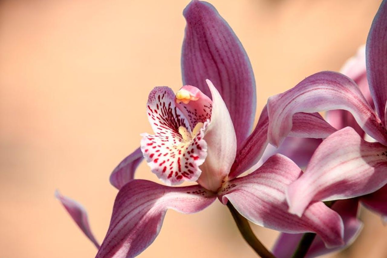 Vantaggi_dellAlimentazione_Ibrida_NvY8SV7iiw - Veicoli24 Source: Man Dy - pexels - A detailed close-up shot of a pink Cymbidium orchid flower in full bloom.