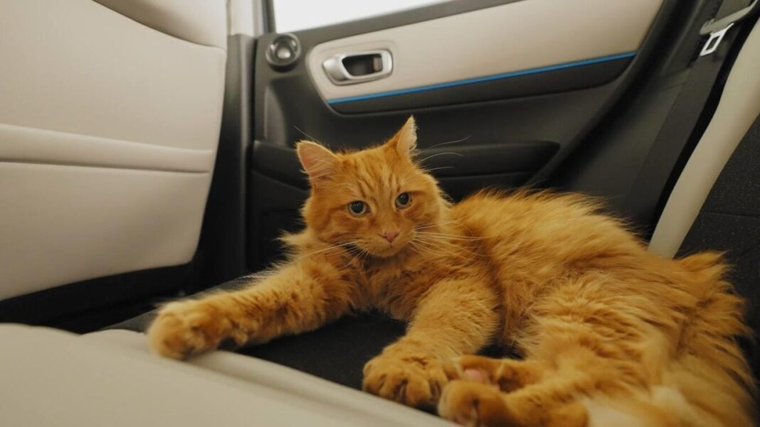 Tecnologia innovativa per i viaggi in auto Honda lancia una tecnologia innovativa per i guidatori amanti dei gatti